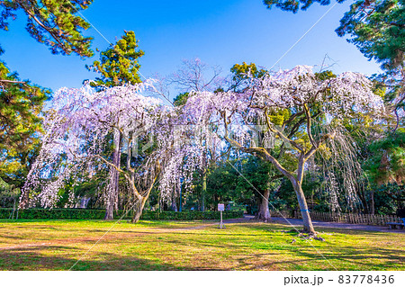 京都御苑の糸桜 83778436
