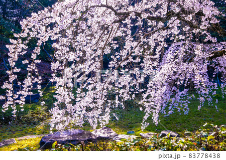 京都御苑の糸桜 京都御苑の糸桜 83778438
