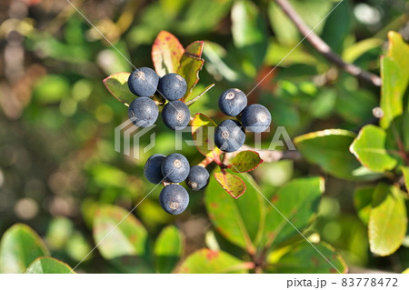 黒色のシャリンバイの実(秋) 黒色のシャリンバイの実(秋) 83778472