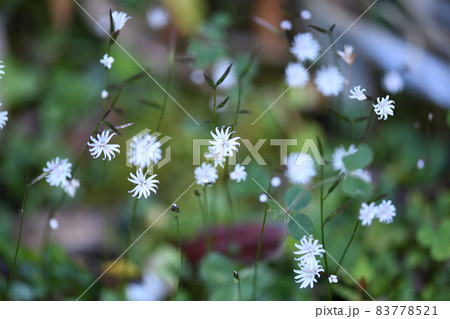 キッコウハグマ(亀甲白熊)の花 キッコウハグマ(亀甲白熊)の花 83778521