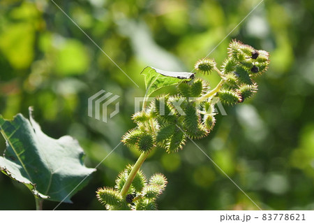 オナモミ(くっつき虫) オナモミ(くっつき虫) 83778621