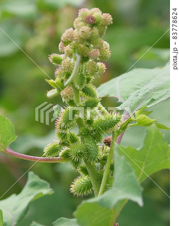 オナモミ（くっつき虫） 83778624