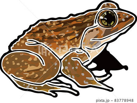 ナミエガエルのイラスト素材 7748