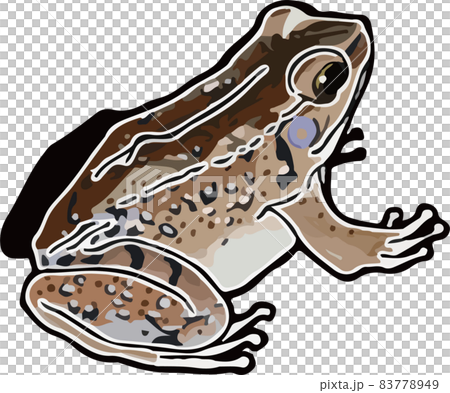 ホルストガエルのイラスト素材 7749