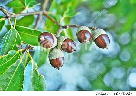茶色に変わったシラカシの実（秋） 83779027