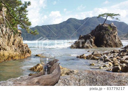 海岸に流れ着いた古い電球　流木　白熱電球　海岸　波　砂浜　岩礁　岩　松　花 83779217