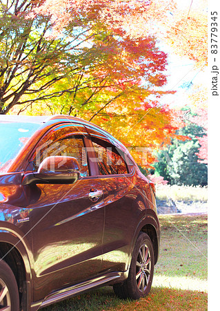 紅葉 83779345