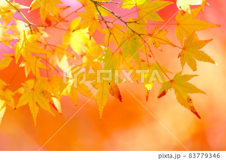 紅葉 紅葉 83779346