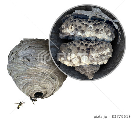 Wasp Nest Diagram Wasp Nest Diagram 83779613