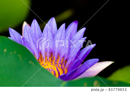 花 フラワー お花 83779653
