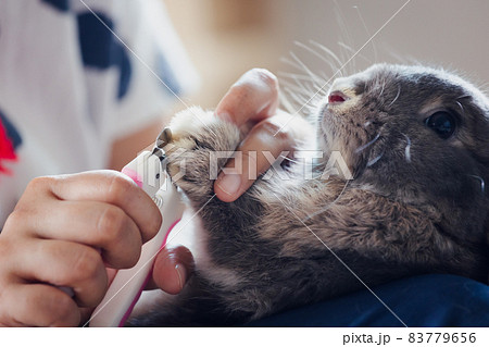 Owner trimming nails of her pet cute rabbit. Domestic rabbit lying down on owner lap to get cut finger nail with special scissors for pet care. Take care pets and animals concept. 83779656