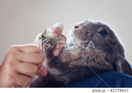 Owner trimming nails of her pet cute rabbit. Domestic rabbit lying down on owner lap to get cut finger nail with special scissors for pet care. Take care pets and animals concept. 83779657