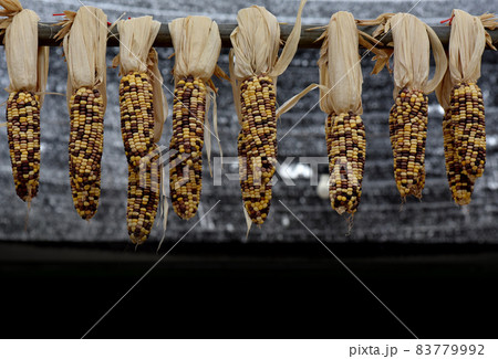 corn in Fall harvest and Autumn season corn in Fall harvest and Autumn season 83779992