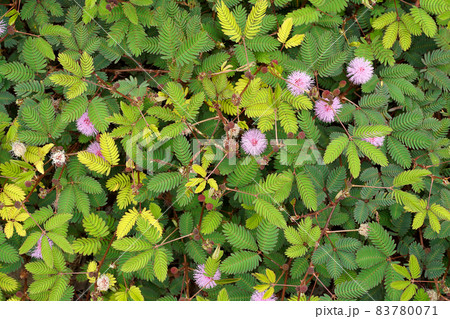 Close up of Sensitive plant flower and leaves with blur background. Close up of Sensitive plant flower and leaves with blur background. 83780071