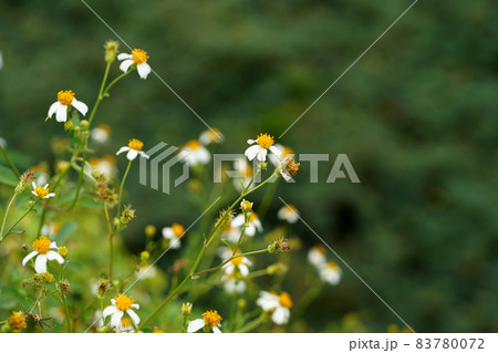 beggar's tick, broom stick, broom stuff, cobbler's pegs, devil's needles, Spanish needle beggar's tick, broom stick, broom stuff, cobbler's pegs, devil's needles, Spanish needle 83780072