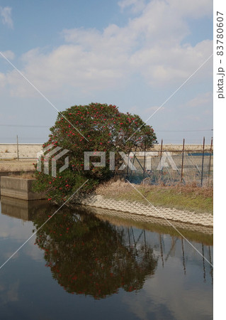 キョウチクトウ キョウチクトウ 83780607