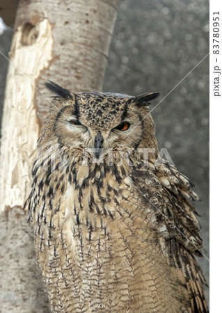 眠いのか、ウィンクしたいの精悍な目付きを崩すアフリカワシミミズク 眠いのか、ウィンクしたいの精悍な目付きを崩すアフリカワシミミズク 83780951