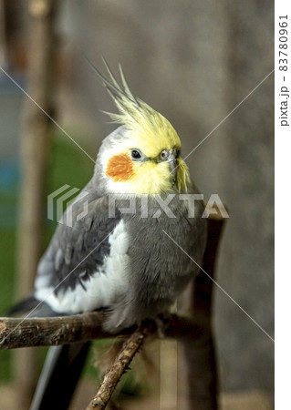 オウム目オウム科の可愛いオカメインコ 83780961