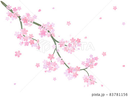 春爛漫、質感のある桜の一枝 83781156