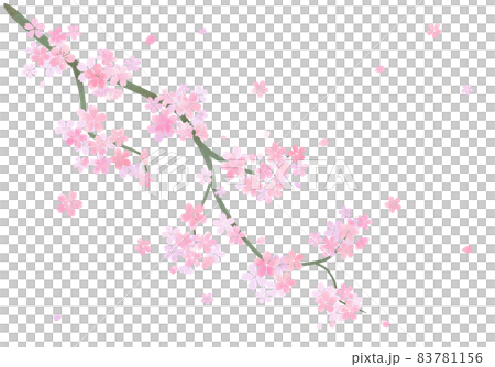 春爛漫、質感のある桜の一枝 83781156