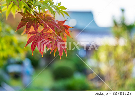 【第6番札所】安楽寺の紅葉【四国八十八箇所】 【第6番札所】安楽寺の紅葉【四国八十八箇所】 83781228