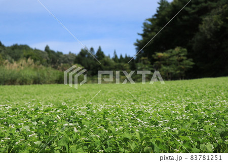 蕎麦畑(宮城県 七ヶ宿町) 蕎麦畑(宮城県 七ヶ宿町) 83781251