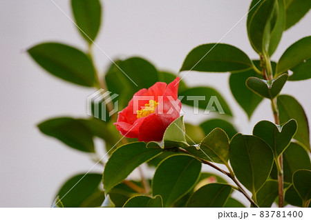 椿の花 83781400
