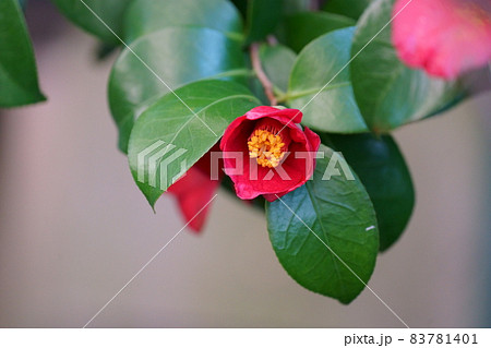 椿の花 83781401