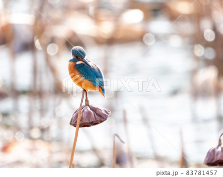 冬のカワセミとハスの花托 83781457