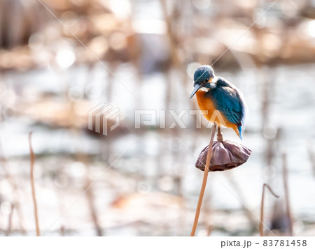 冬のカワセミとハスの花托 冬のカワセミとハスの花托 83781458