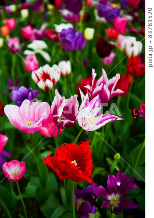 チューリップ畑 チューリップ畑 83781520
