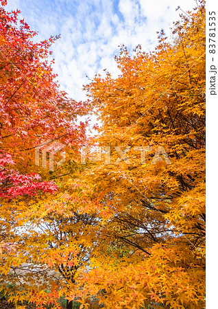 秋の空と紅葉　大峰高原 83781535