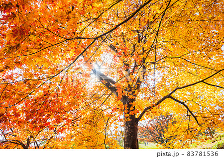 大峰高原の紅葉 83781536