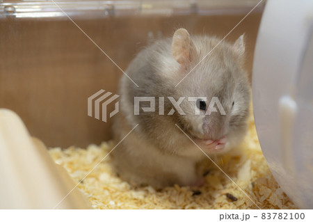 【ペット】グレーのゴールデンハムスター【小動物】 83782100