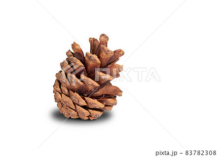 Pine cones in Christmas day isolated on white background, symbol of holiday and celebration. Pine cones in Christmas day isolated on white background, symbol of holiday and celebration. 83782308