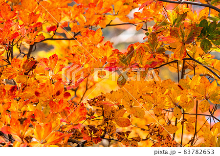 《長野県》山の紅葉・秋の栂池自然園 《長野県》山の紅葉・秋の栂池自然園 83782653