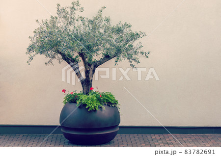 Bonsai Of A Olive Tree In Pot. Decorative olive tree in a planter pot. Bonsai Of A Olive Tree In Pot. Decorative olive tree in a planter pot. 83782691