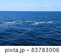 海上を漂う軽石の帯 83783006