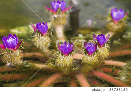 紫色のオニバス（鬼蓮）の花が咲いています。学名はEuryale feroxです。 83783180