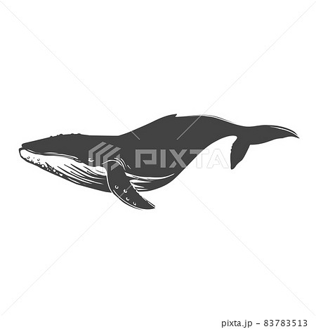 クジラのモノクロイラストのイラスト素材 7513