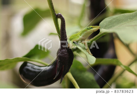 Green Anole Lizard on Eggplant, Pest Control in organic farm Green Anole Lizard on Eggplant, Pest Control in organic farm 83783623