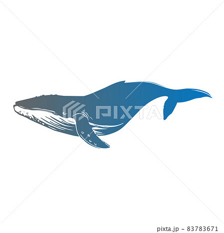 クジラのカラーイラストのイラスト素材 7671