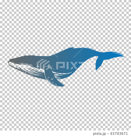 クジラのカラーイラスト 83783671