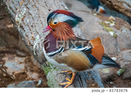 Beautiful male or drake mandarin duck, lat. Aix galericulata, with pretty feathers 83783676