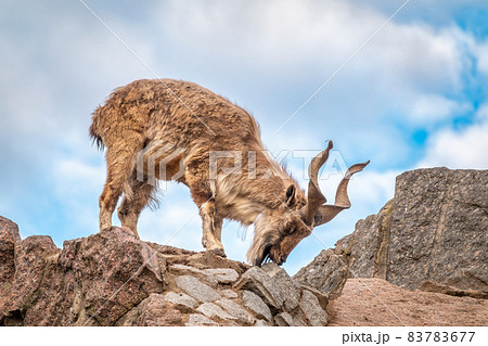 Markhor, Capra falconeri, wild goat native to Central Asia, Karakoram and the Himalayas standing on rock on blue sky background 83783677