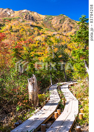 《長野県》紅葉狩りのトレッキング・秋の栂池自然園 83784208