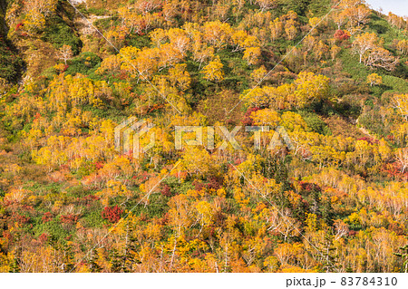 《長野県》紅葉狩りのトレッキング・秋の栂池自然園 《長野県》紅葉狩りのトレッキング・秋の栂池自然園 83784310