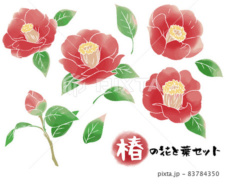 手描き風椿の花と葉セット 主線白抜きのイラスト素材