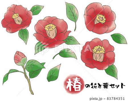手描き風椿の花と葉セット 主線ありのイラスト素材