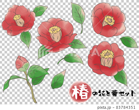 手描き風椿の花と葉セット 主線ありのイラスト素材